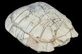 Inflated Fossil Tortoise (Stylemys) - South Dakota #113118-3